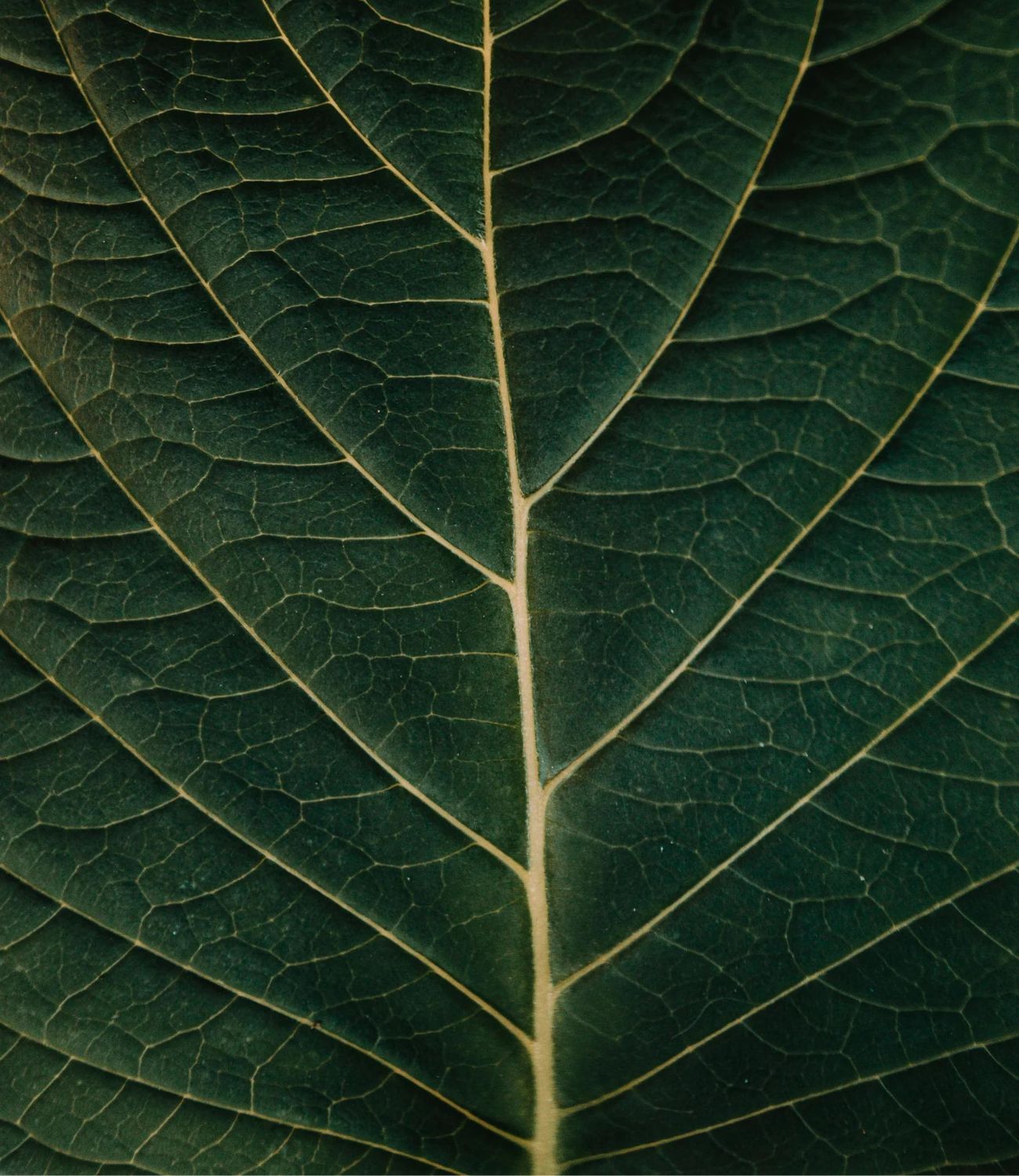 Spermidin plus Superfood-Antioxidantien-USP-von Biotastics Bio Nahrungsergänzung