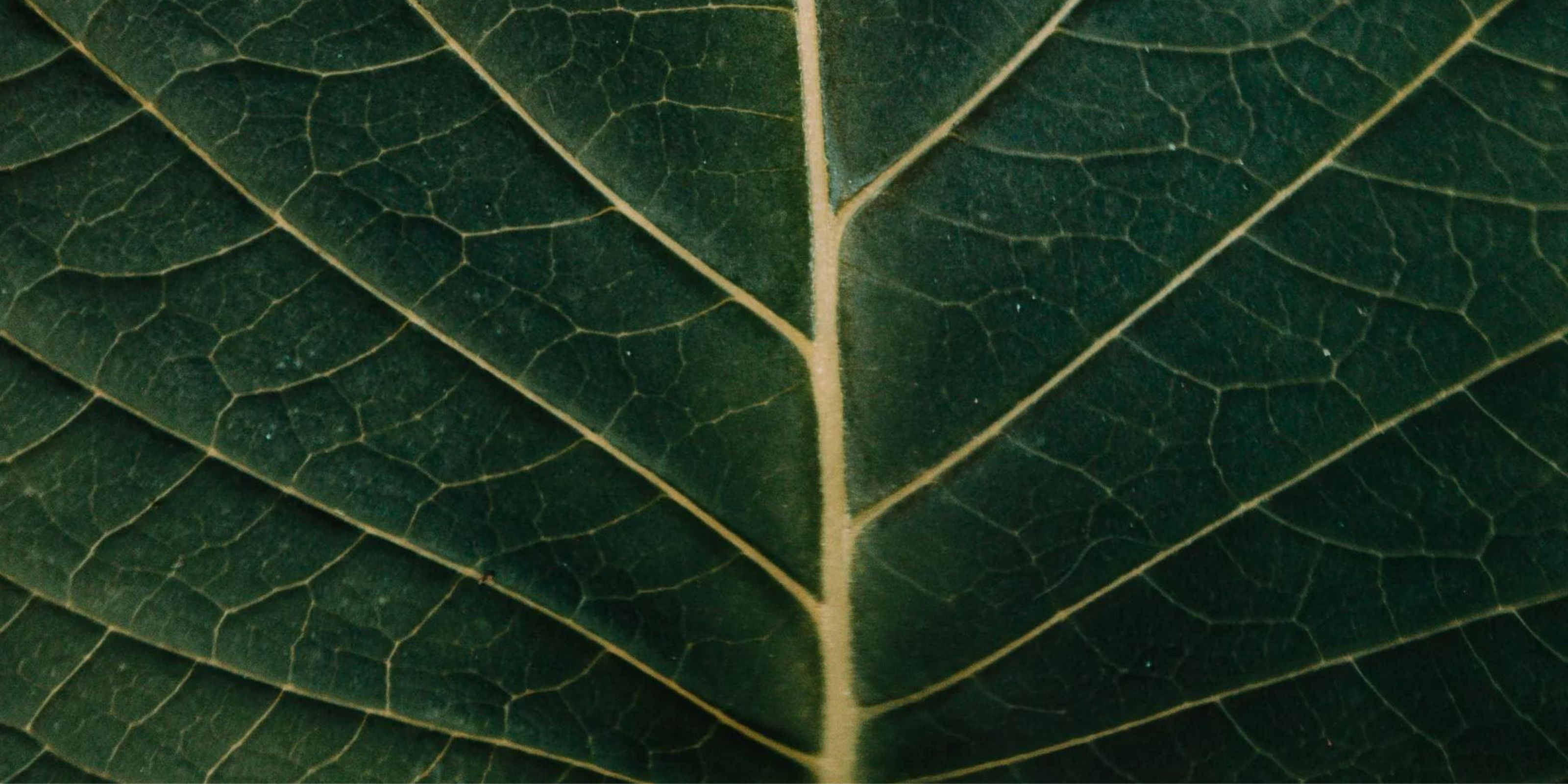 Spermidin plus Superfood-Antioxidantien-Hompage-USP-von Biotastics Bio Nahrungsergänzung